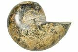 Cut & Polished Jurassic Nautilus Fossil (Half) - Madagascar #289967-1